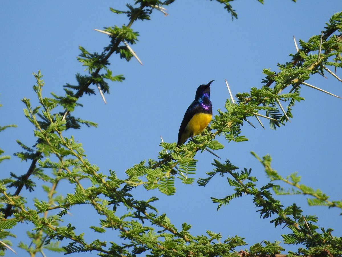 Variable Sunbird - ML621543349