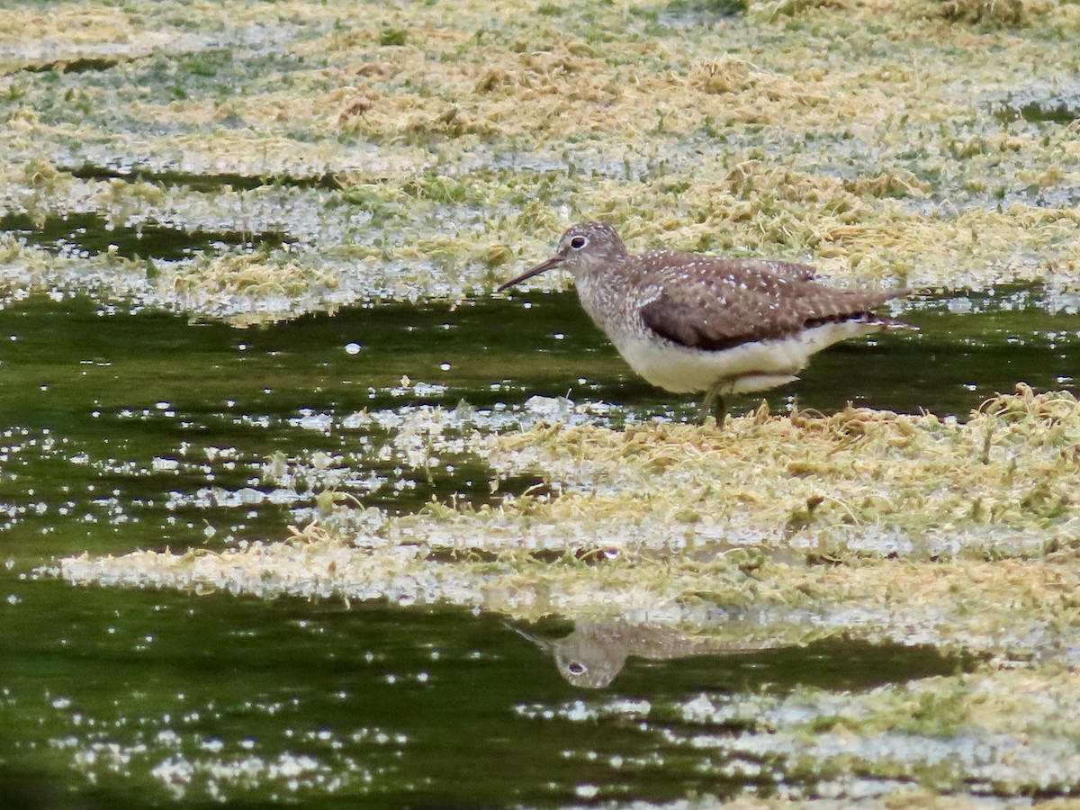 Einsiedelwasserläufer - ML621543374