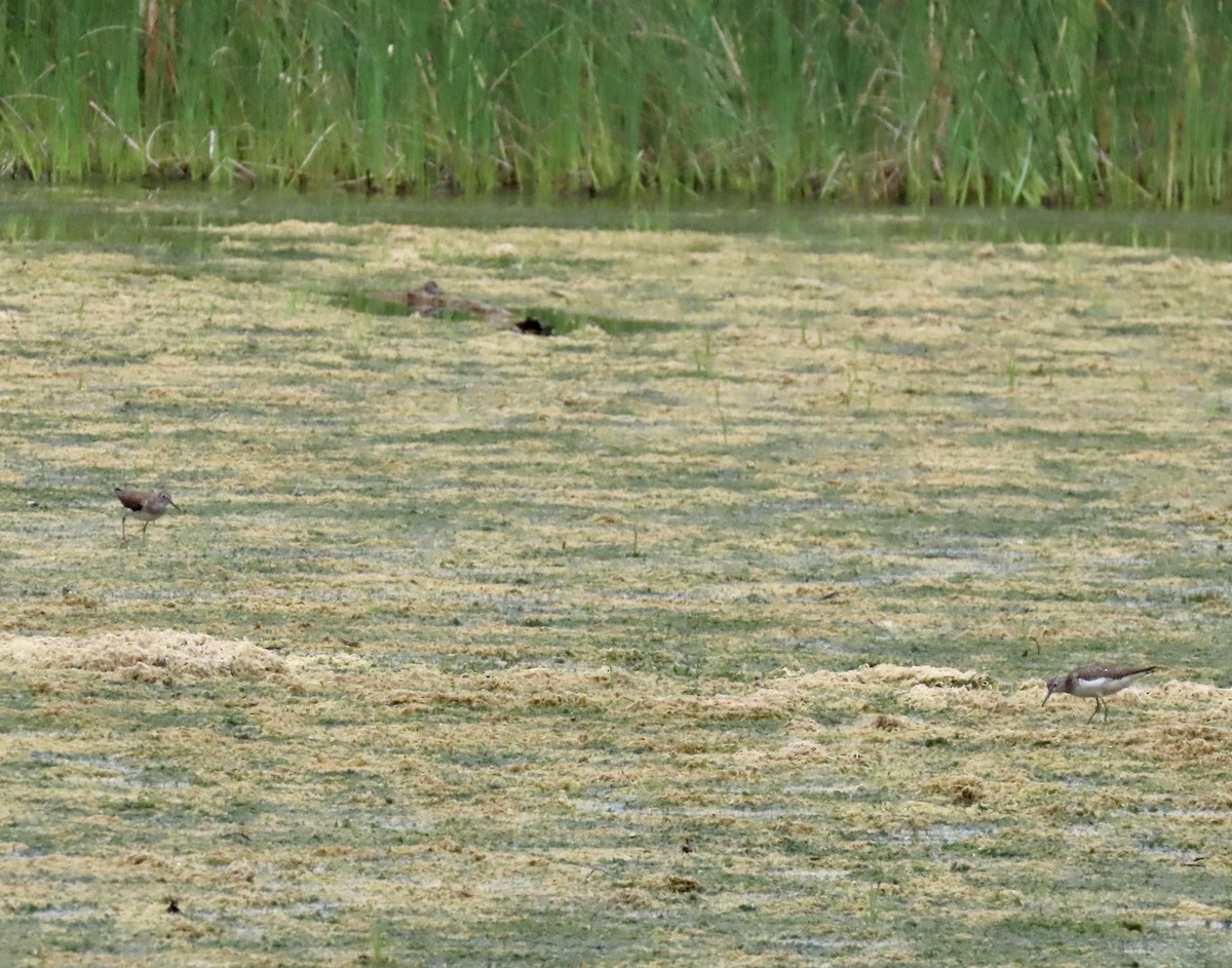 Solitary Sandpiper - ML621543376