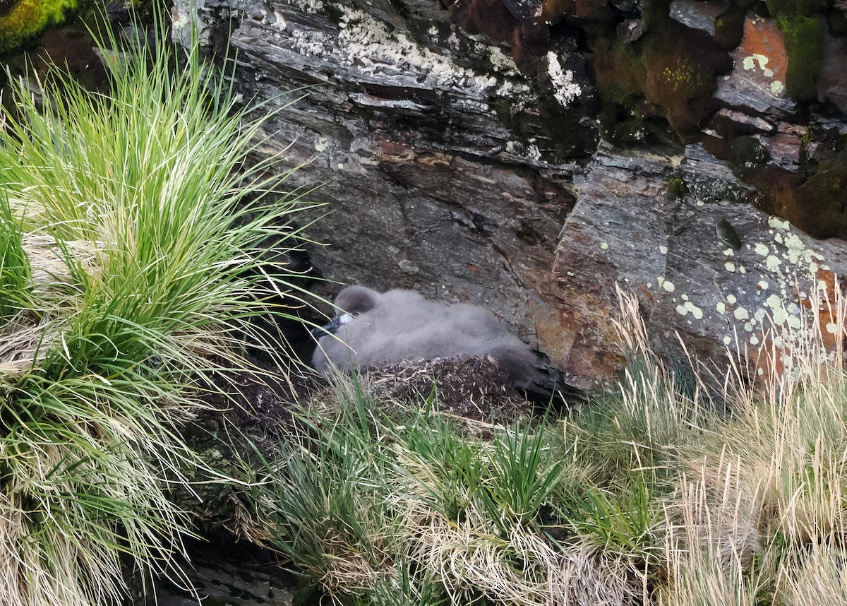 Light-mantled Albatross - Paul Koker