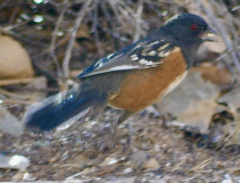 Spotted Towhee - ML621543405