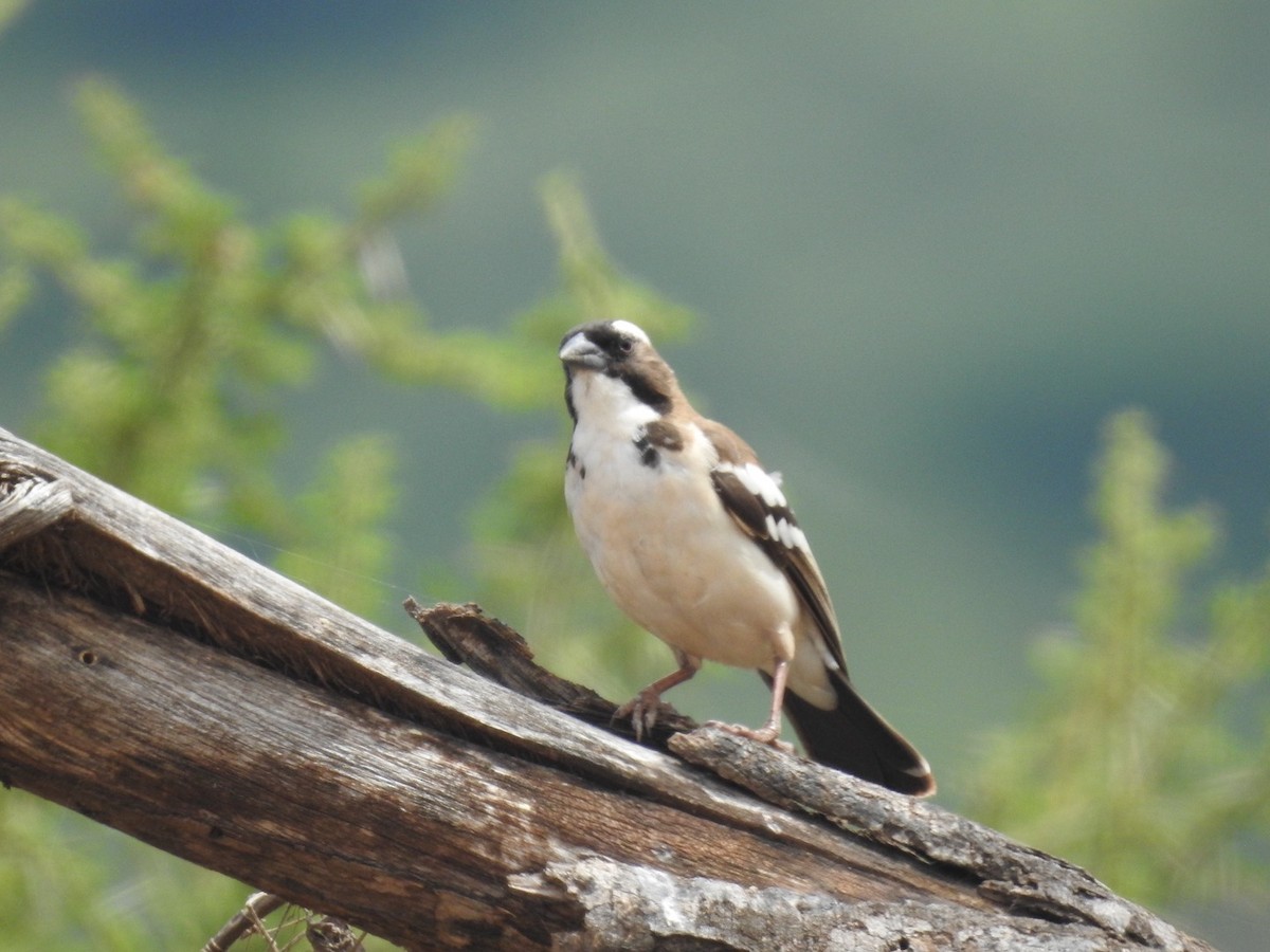 White-browed Sparrow-Weaver - ML621543415