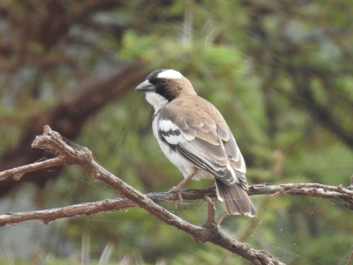 White-browed Sparrow-Weaver - ML621543418