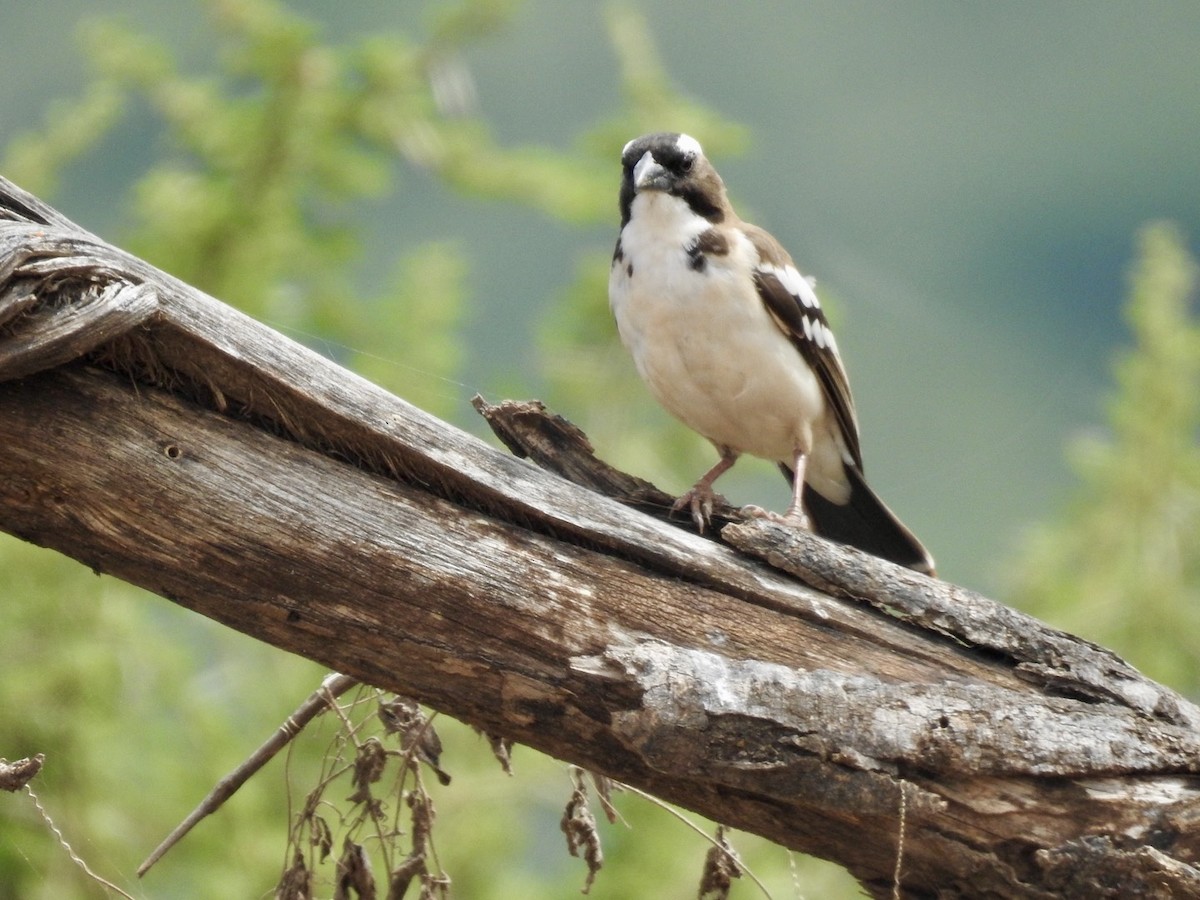 White-browed Sparrow-Weaver - ML621543419