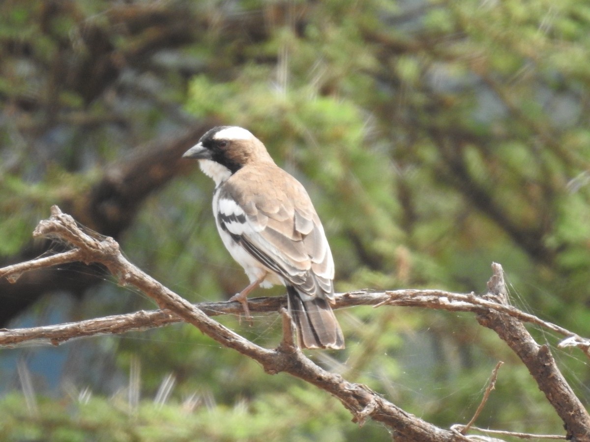 White-browed Sparrow-Weaver - ML621543420