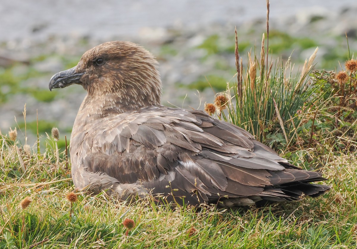 Brown Skua (Subantarctic) - ML621543446