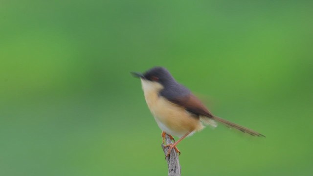 Ashy Prinia - ML621543448