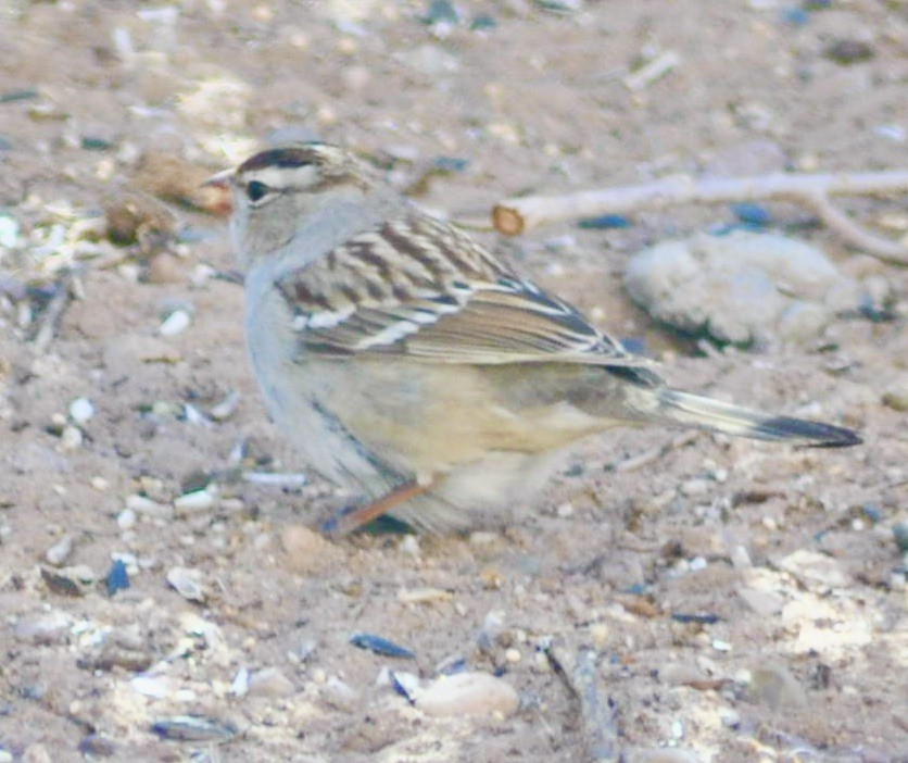 White-crowned Sparrow - ML621543470