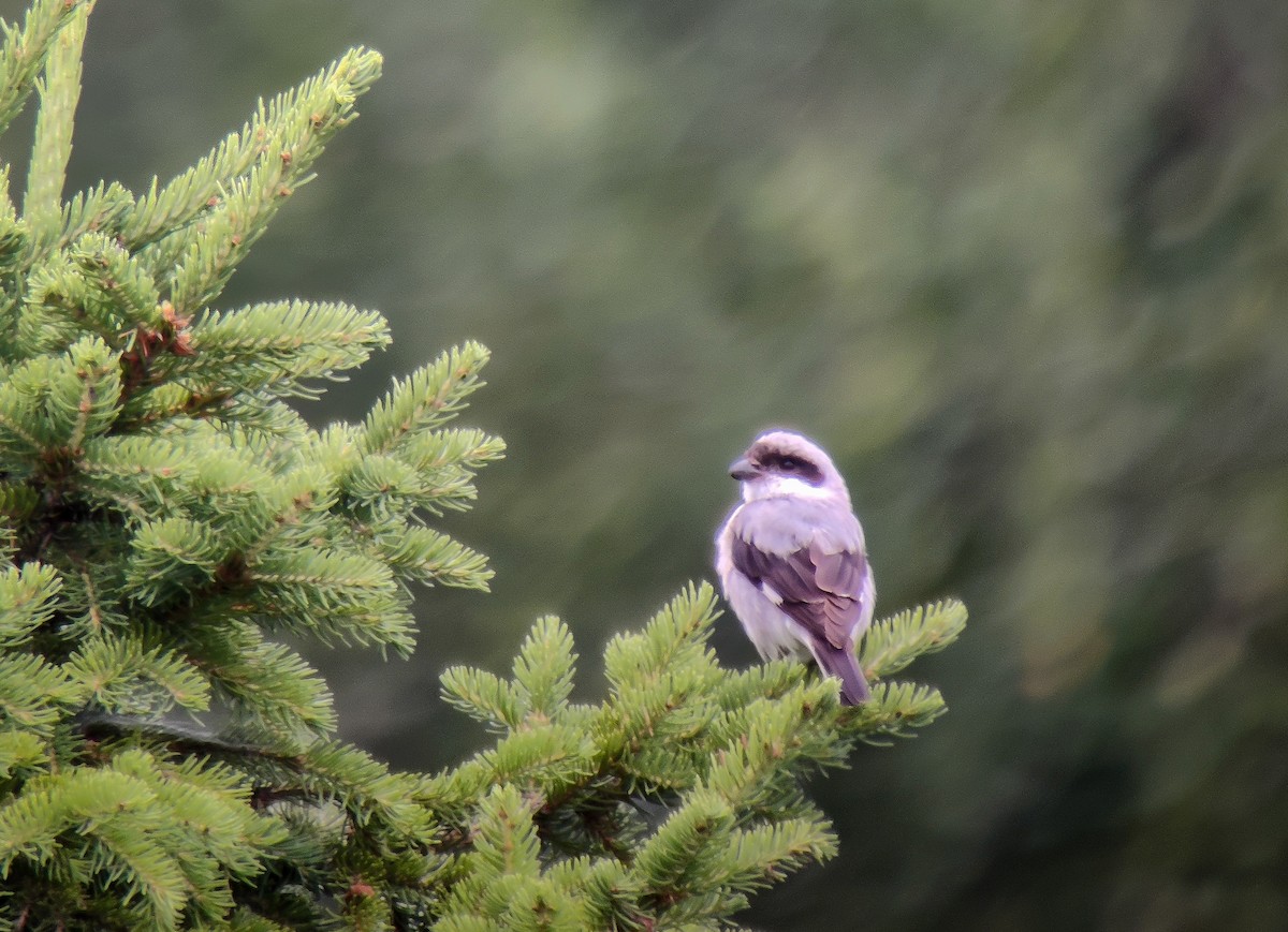 Lesser Gray Shrike - ML621543481