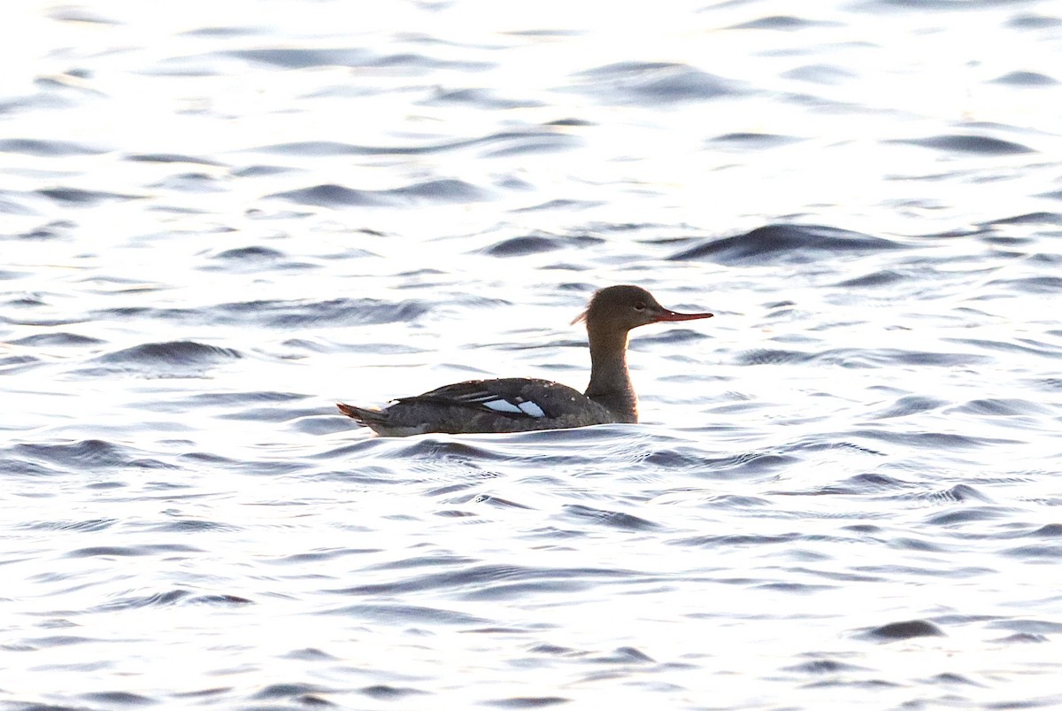 Red-breasted Merganser - Bec Trezise