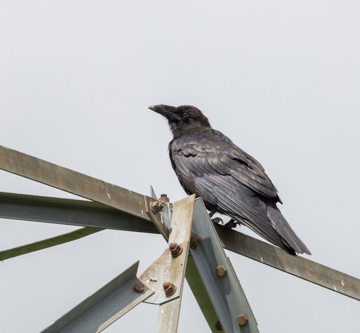 ravn - ML621543562