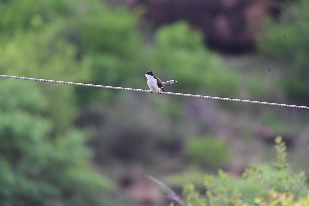 Pied Cuckoo - ML621543574