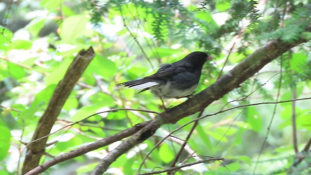 Junco ardoisé (hyemalis/carolinensis) - ML621543598