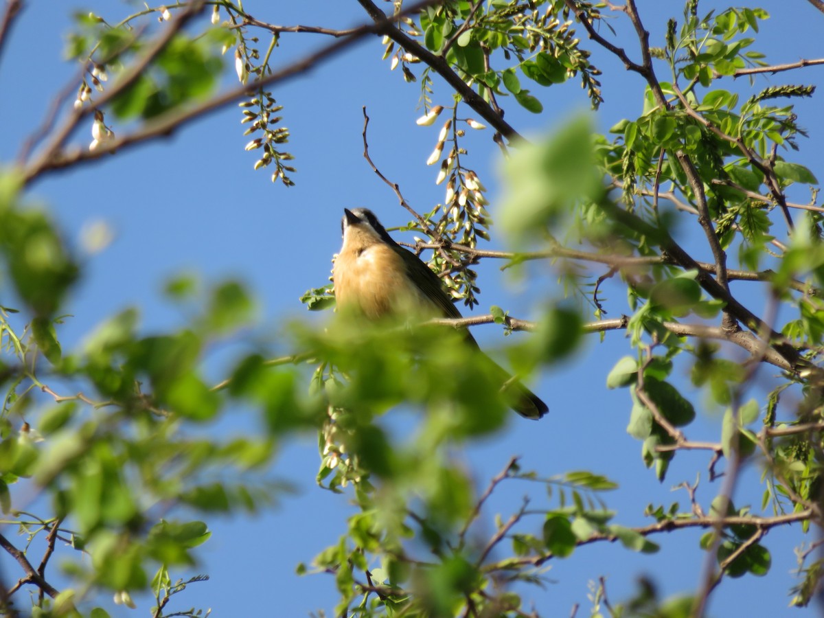 Olive Bushshrike - ML621543669