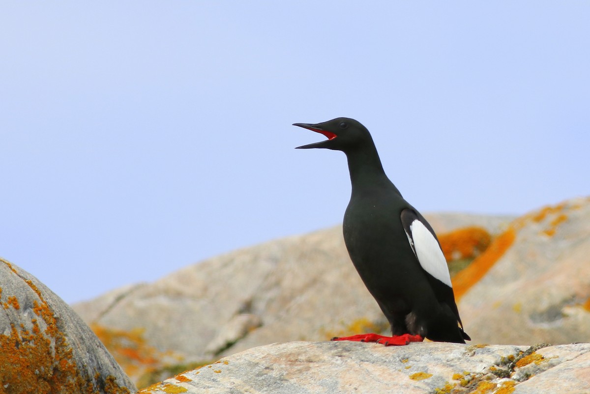 Black Guillemot - ML621543756