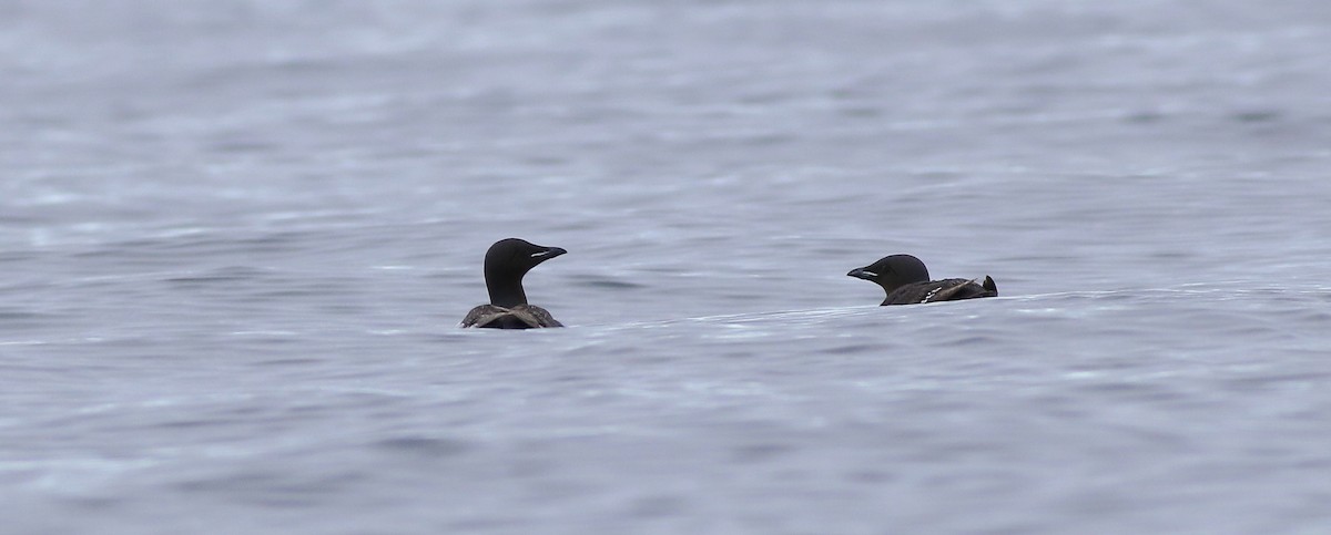 Thick-billed Murre - ML621543762