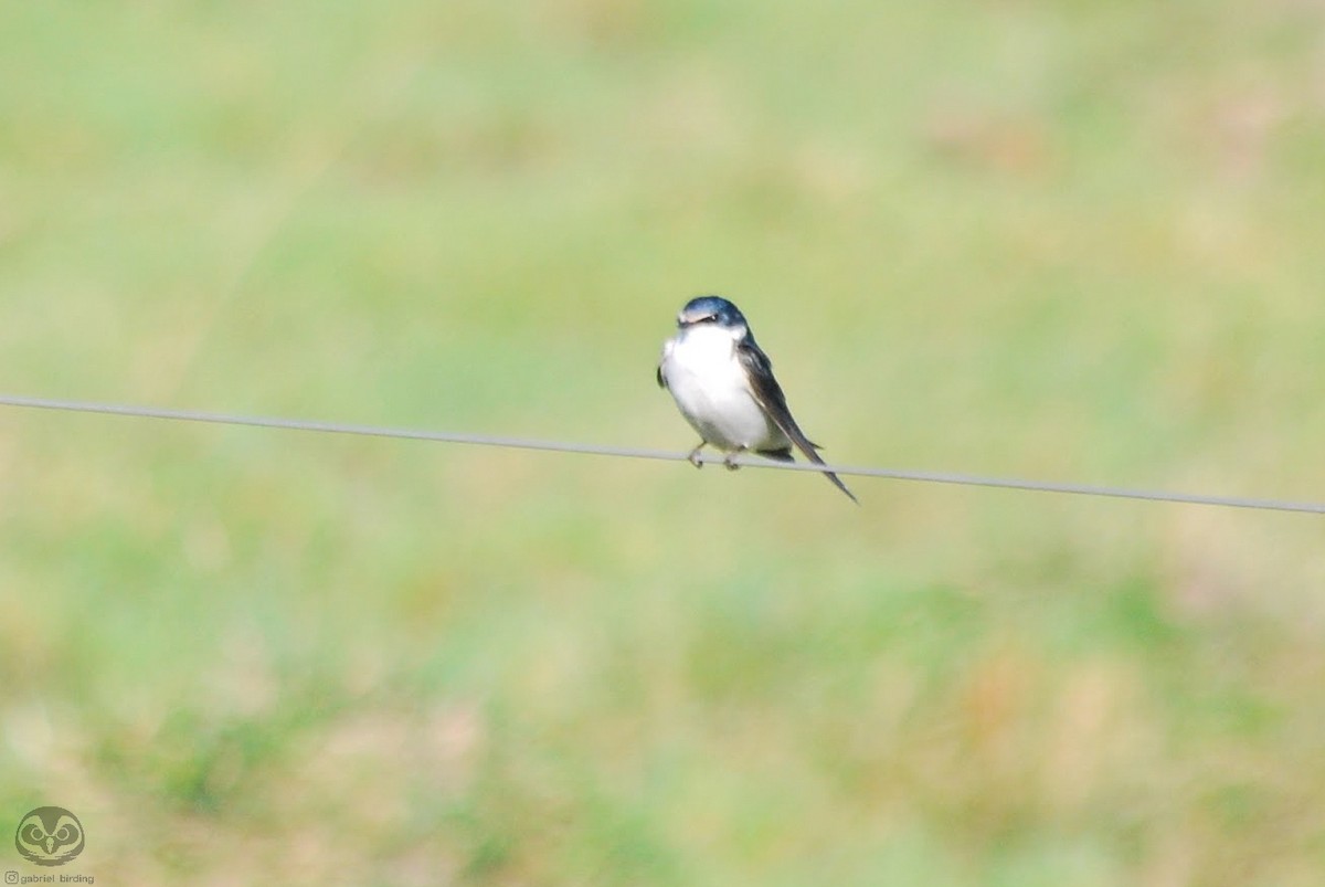 White-rumped Swallow - ML621543790