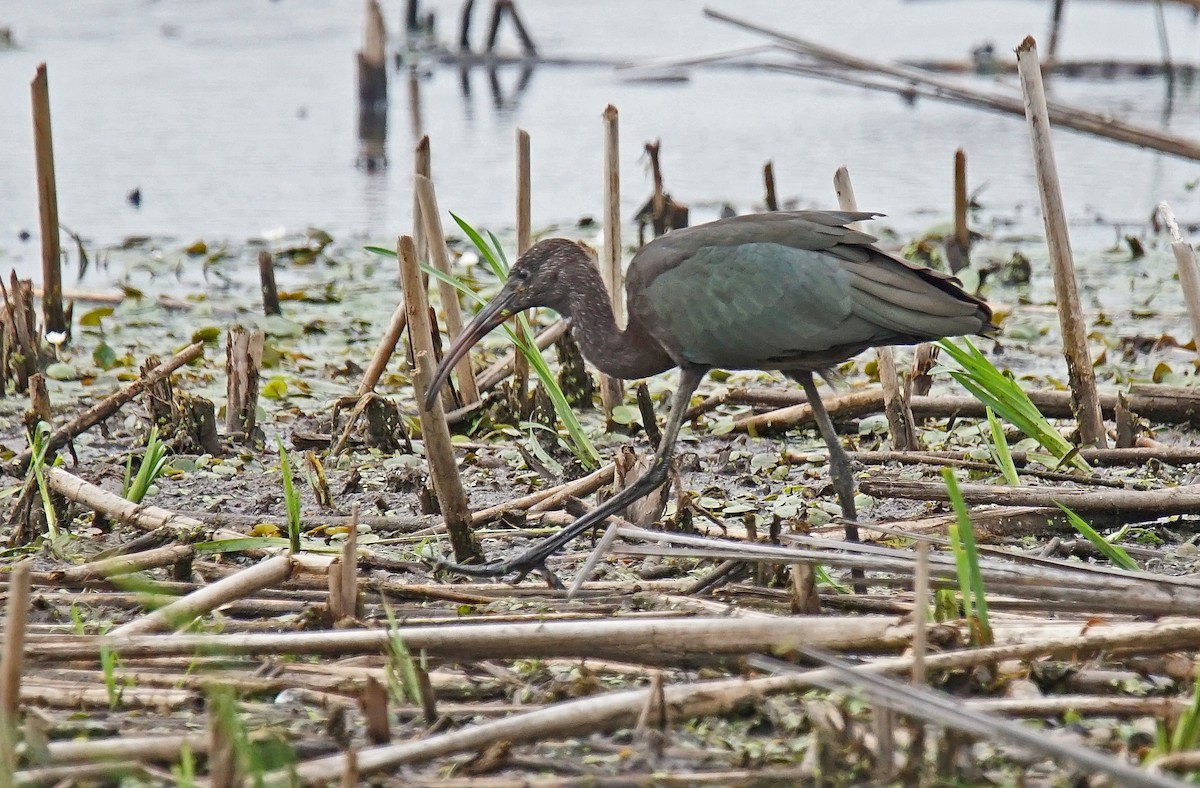 ibis hnědý - ML621543905