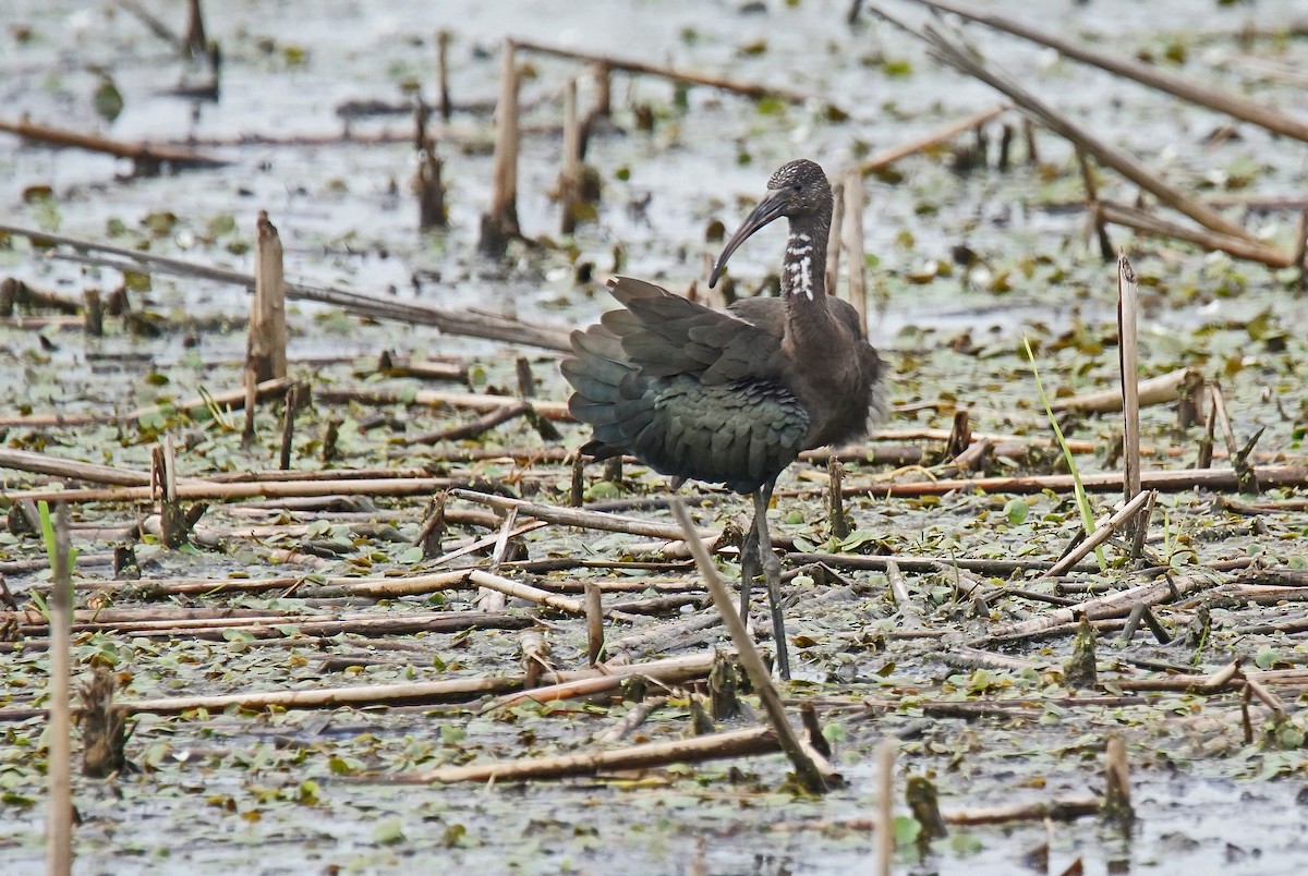 ibis hnědý - ML621543906