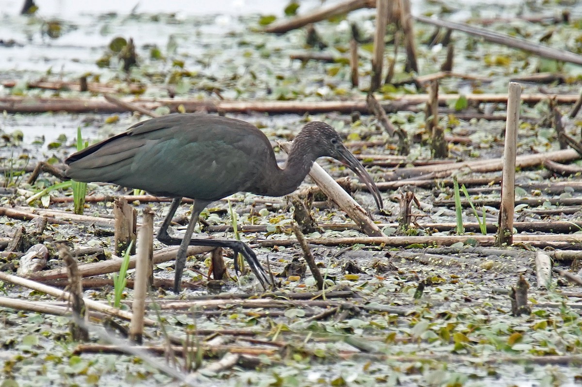 Glossy Ibis - ML621543907