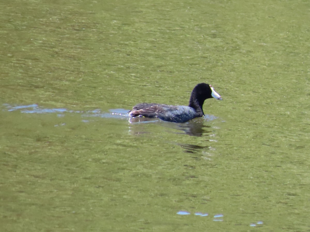 American Coot - ML621543908