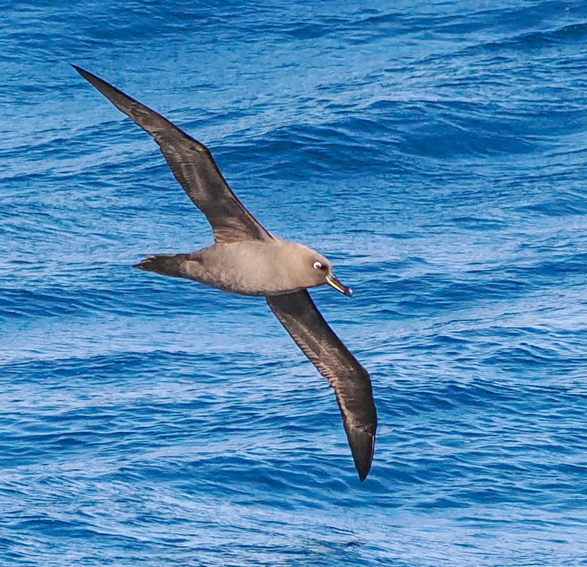 Sooty Albatross - ML621543921