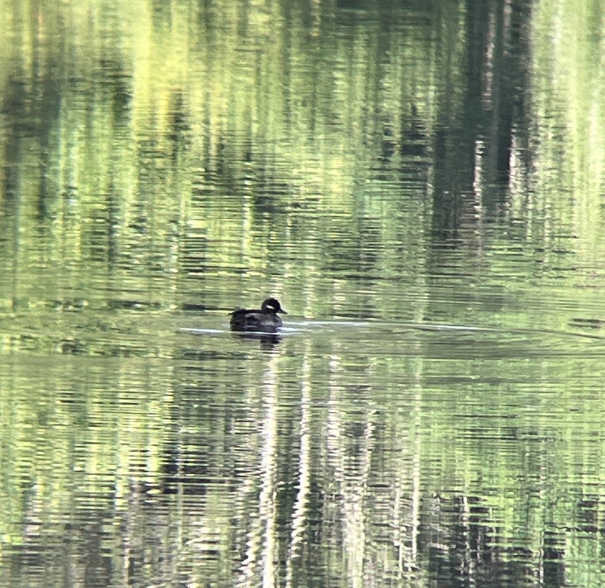 Bufflehead - Emily Reasor