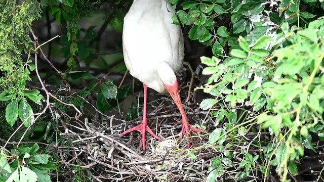 ibis bílý - ML621543977