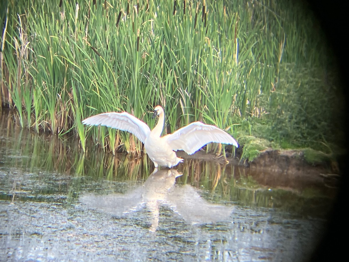 Гунгар хун - ML621544052