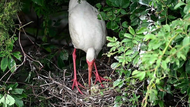 ibis bílý - ML621544151