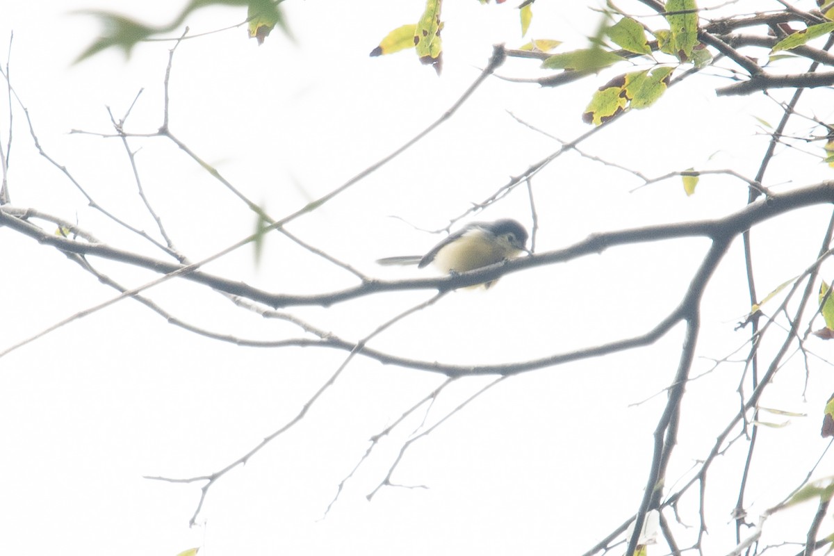 Creamy-bellied Gnatcatcher - ML621544378