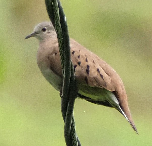 Ruddy Ground Dove - ML621544394