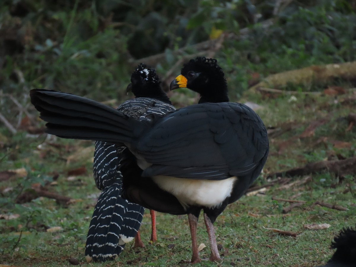 Bare-faced Curassow - ML621544405