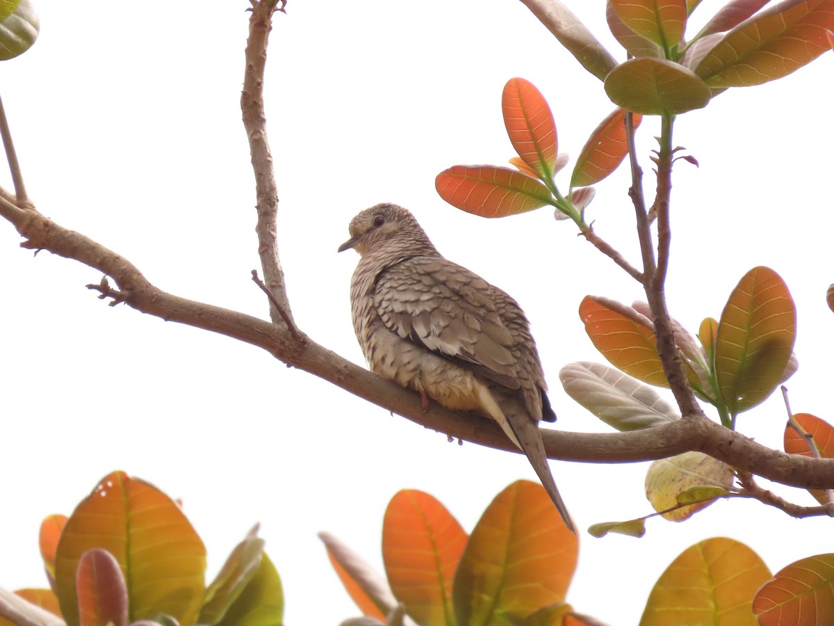 Scaled Dove - ML621544407