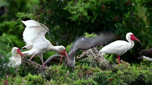 ibis bílý - ML621544409