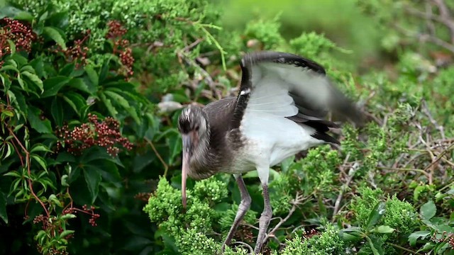 ibis bílý - ML621544413