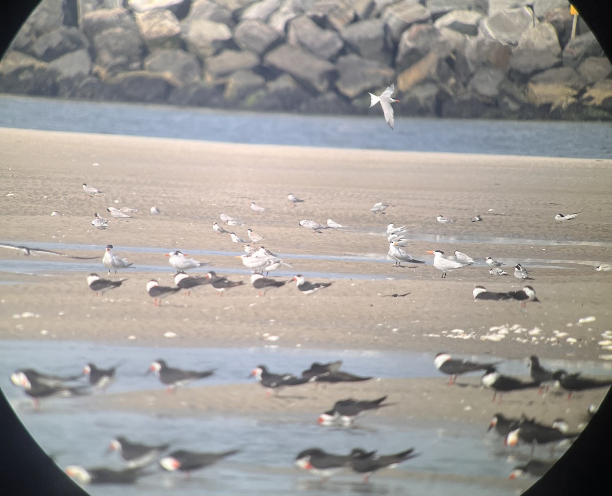 Royal Tern - O. Vischer