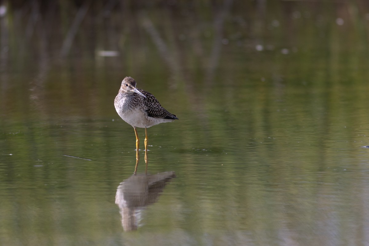 Greater Yellowlegs - ML621544445