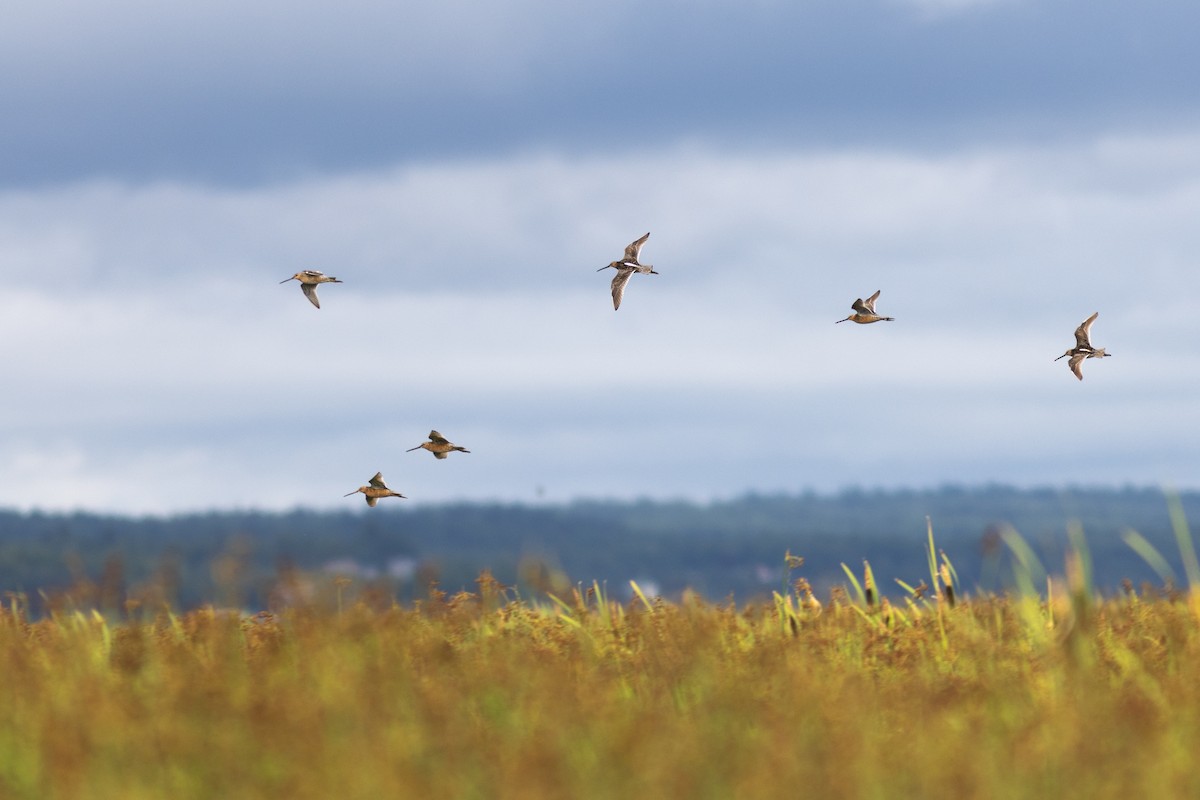 Long-billed Dowitcher - ML621544446