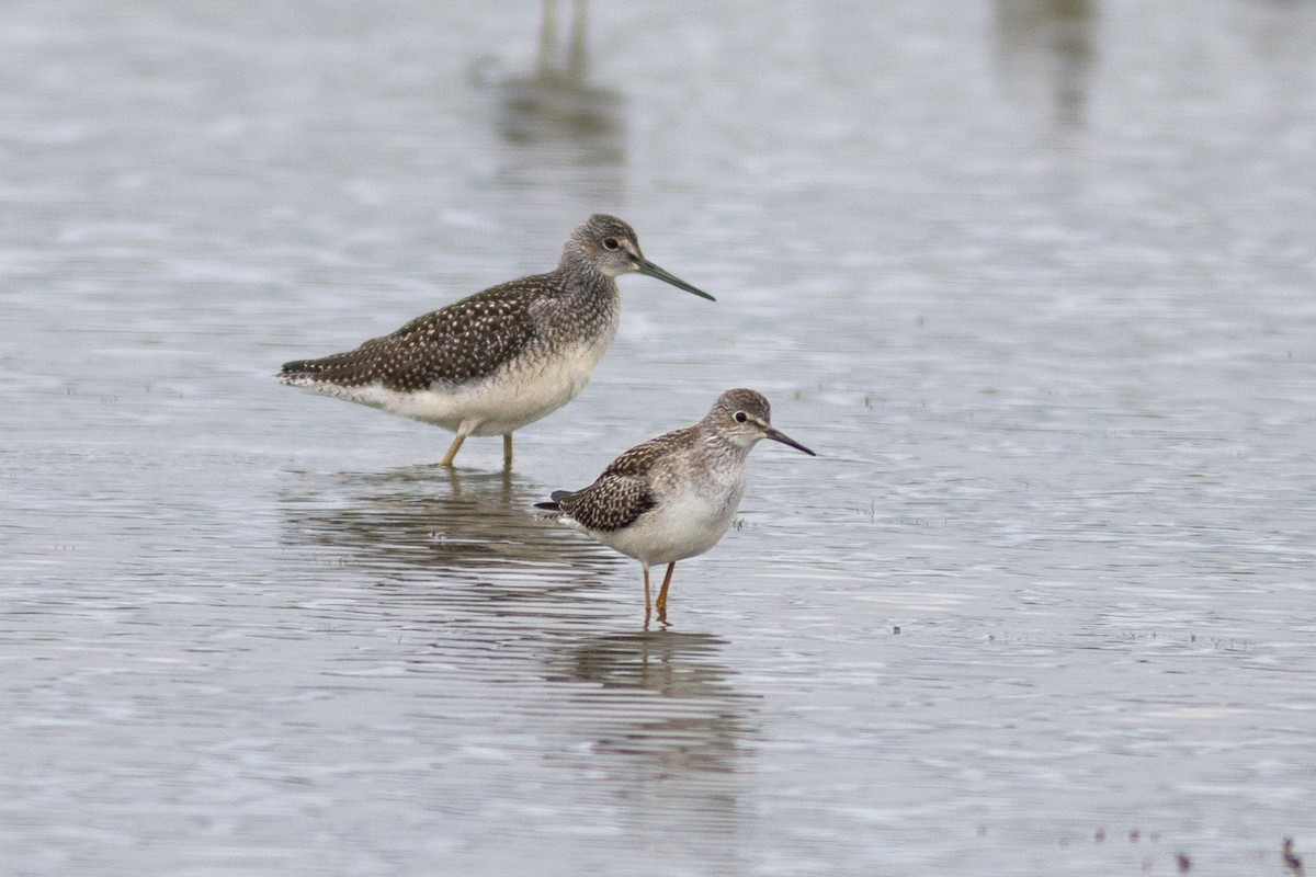 Lesser Yellowlegs - ML621544448