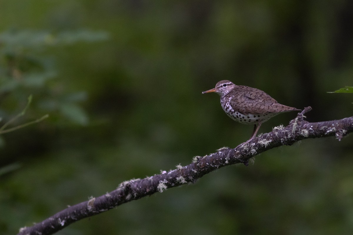 Spotted Sandpiper - ML621544545