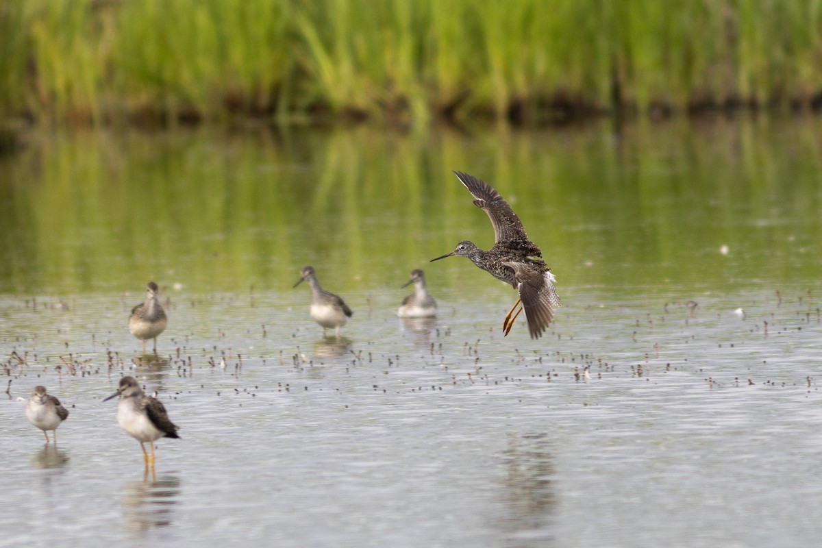 Greater Yellowlegs - ML621544608