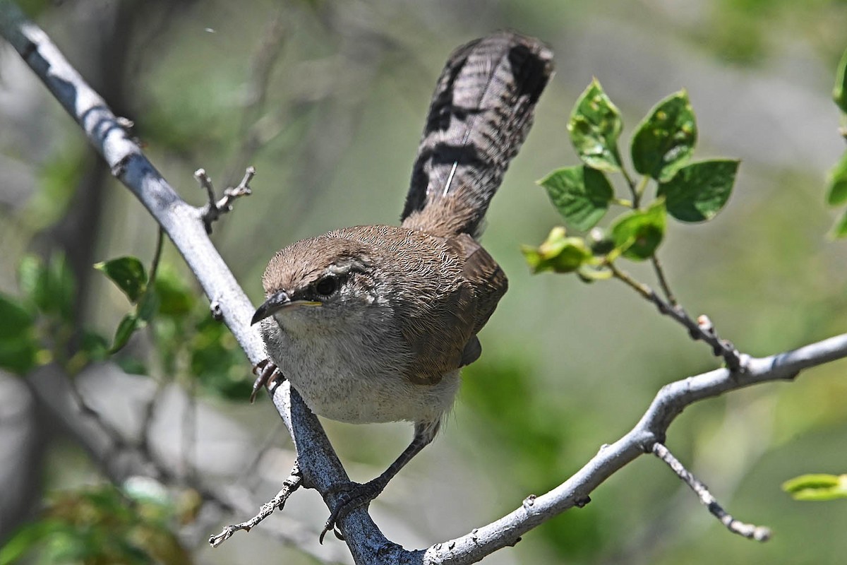 Bewick's Wren - Troy Hibbitts