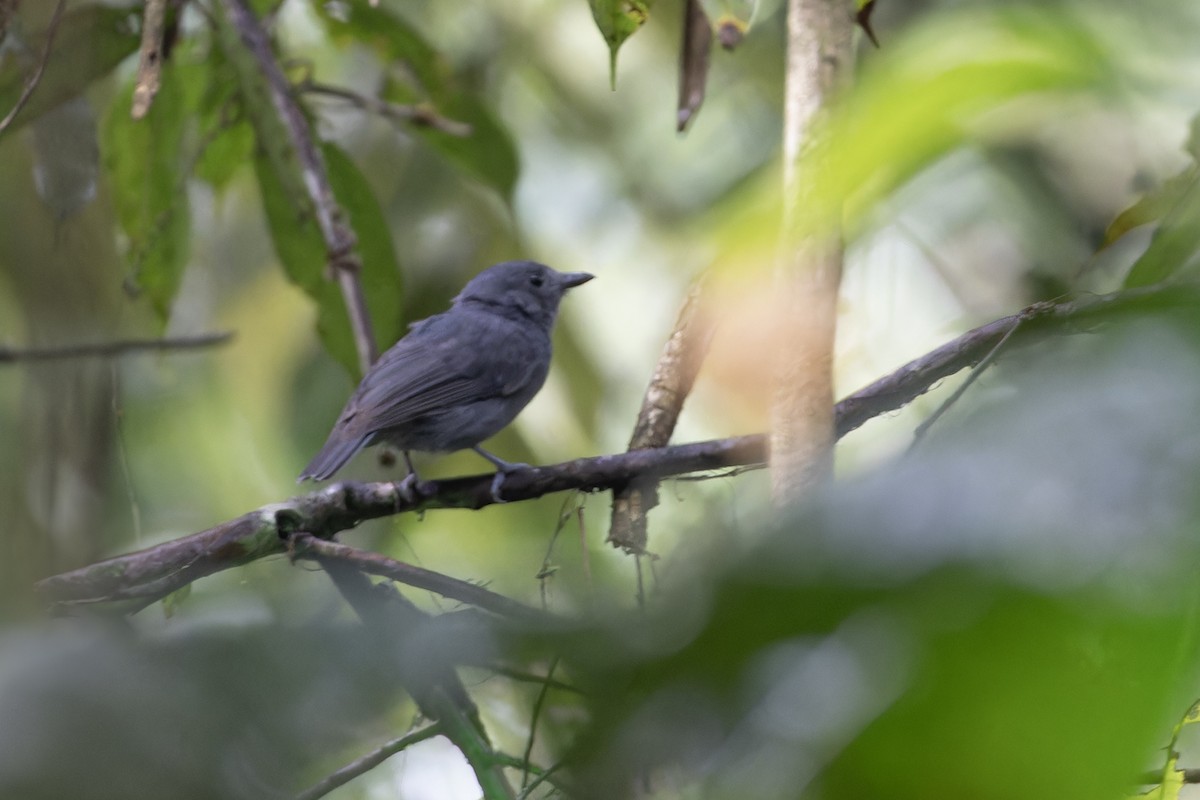 Dusky-throated Antshrike - Michael Todd