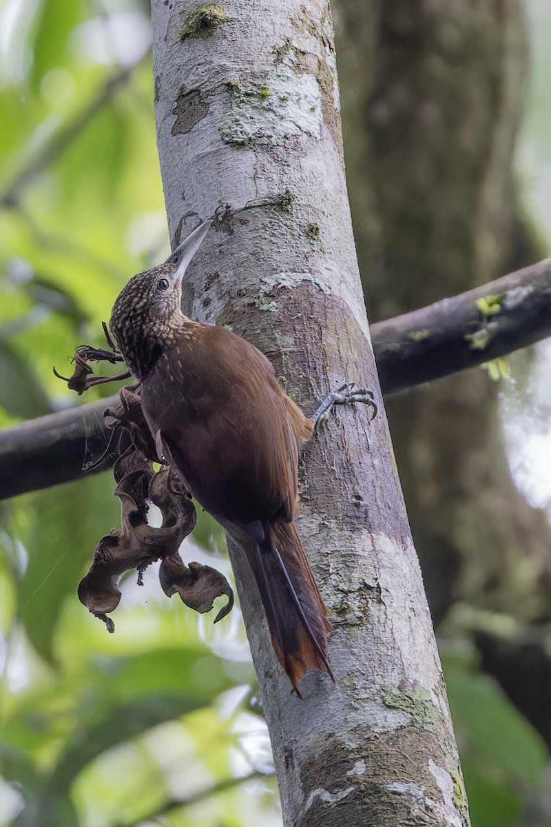 Buff-throated Woodcreeper - ML621544641