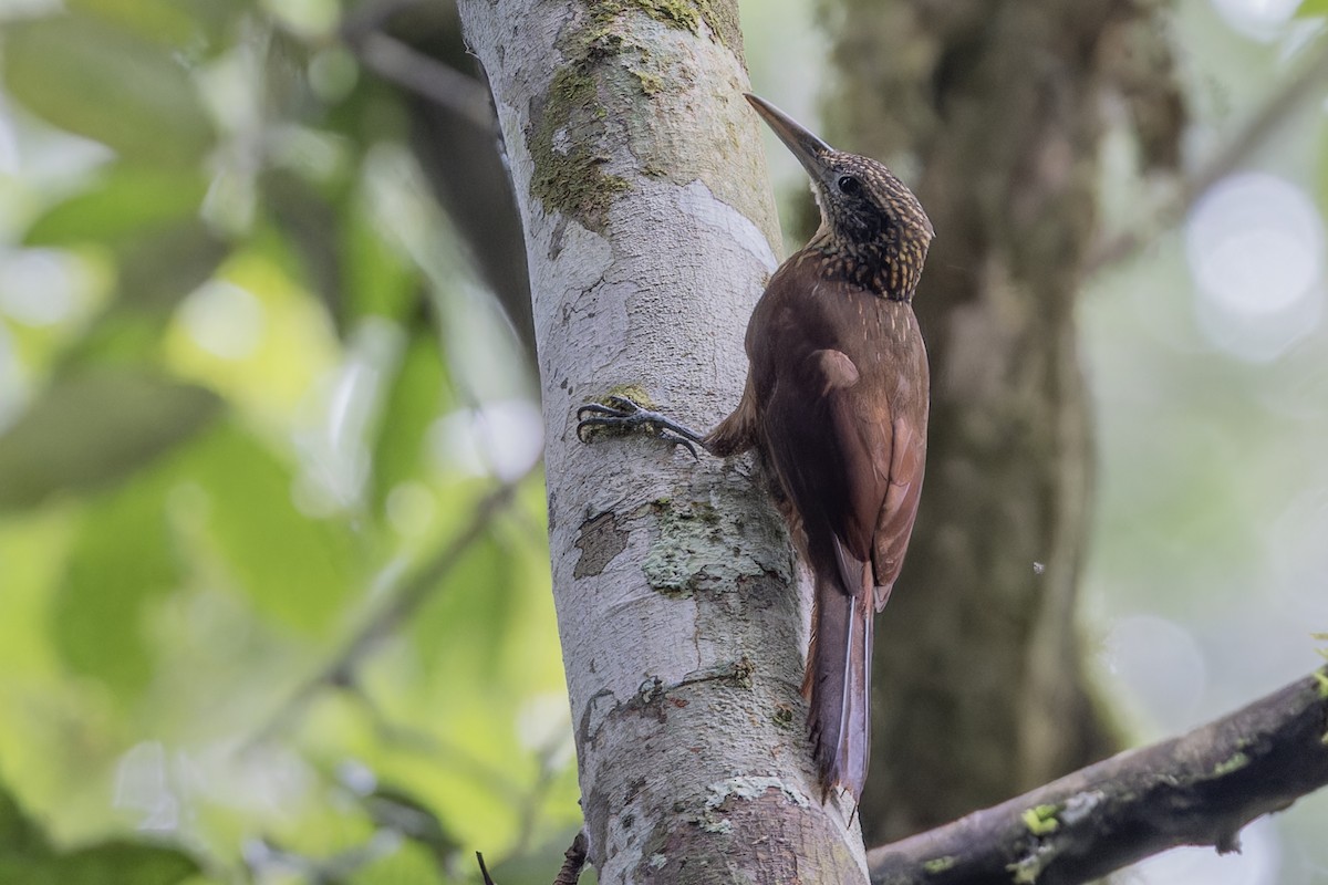 Buff-throated Woodcreeper - ML621544642