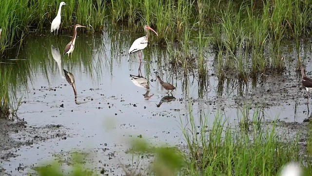 Clapper Rail (Atlantic Coast) - ML621544643