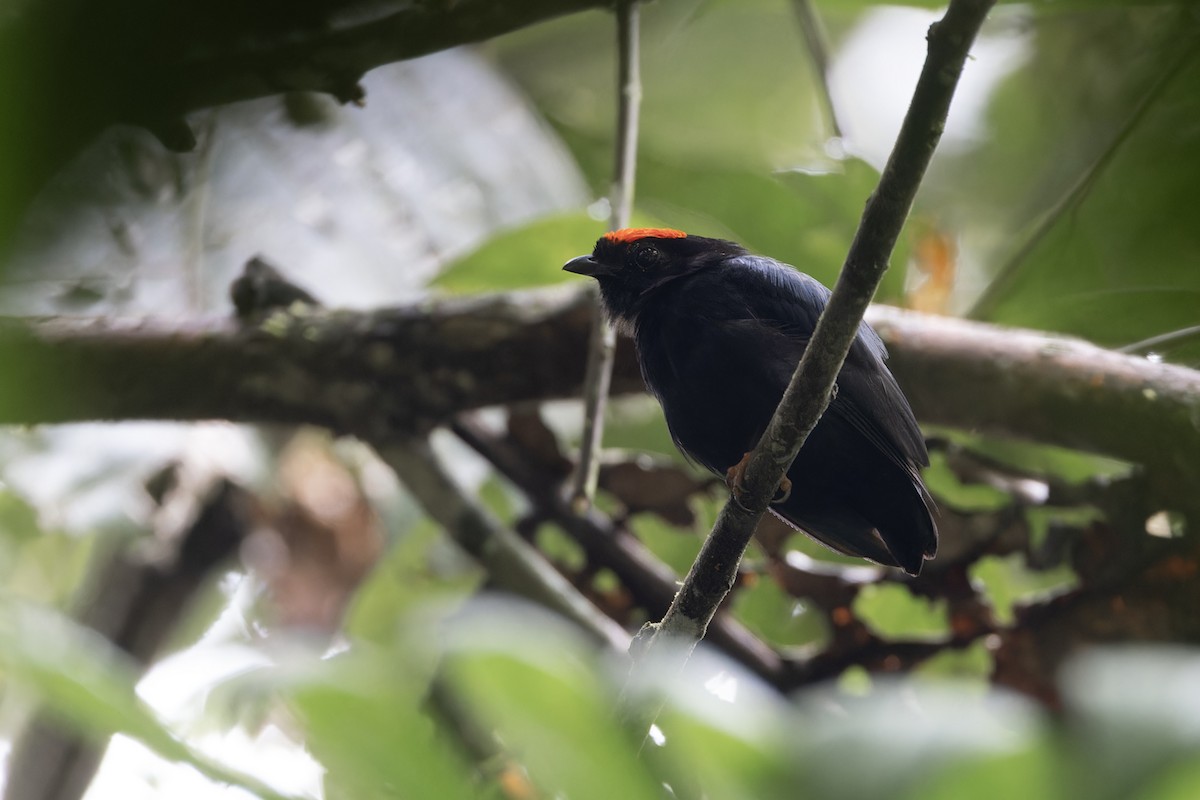 Blue-backed Manakin - ML621544648