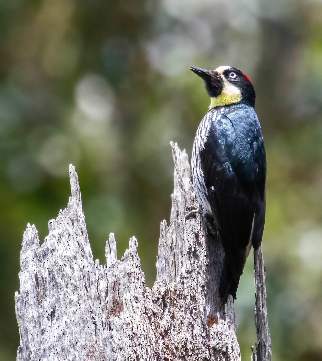 Acorn Woodpecker - Steve Coggin