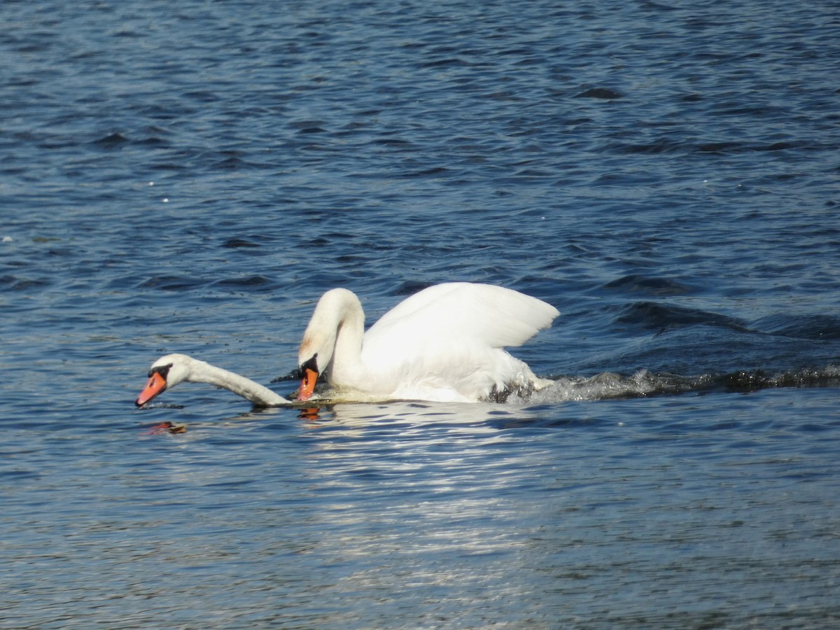 Cisne Vulgar - ML621544670